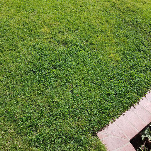 Micro Clover Seed 1 lb | SiteOne US
